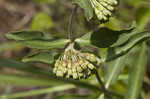 Green comet milkweed